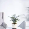 Aechmea Fasciata Plant