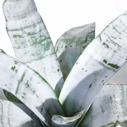 Aechmea Fasciata Plant