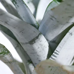 Aechmea Fasciata Plant