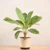 Aglaonema Butterfly Plant - Large