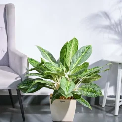 Aglaonema Butterfly Plant - XL