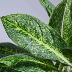 Aglaonema Butterfly Plant - XL