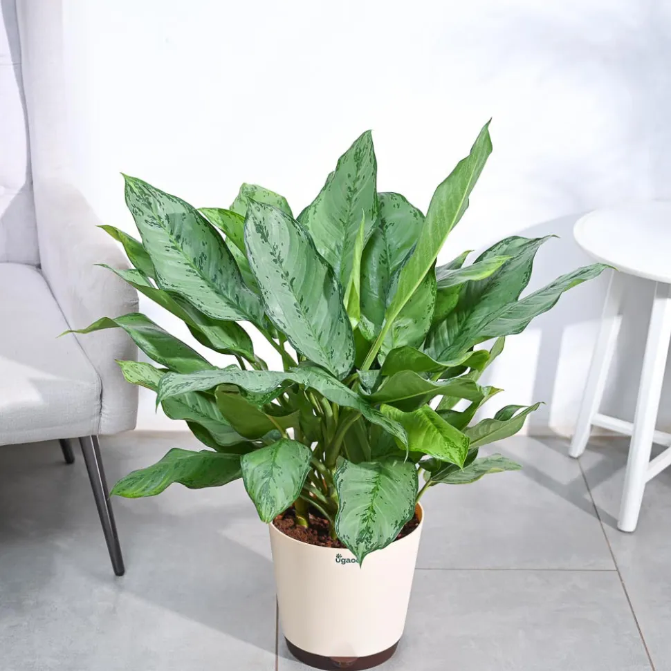 Aglaonema Dove Plant - XL