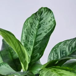 Aglaonema Dove Plant - XL