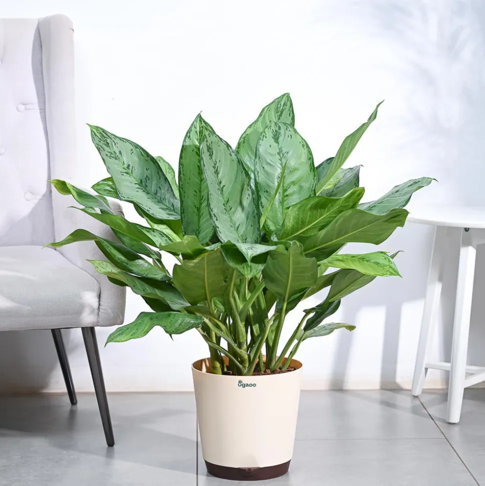 Aglaonema Dove Plant - XL