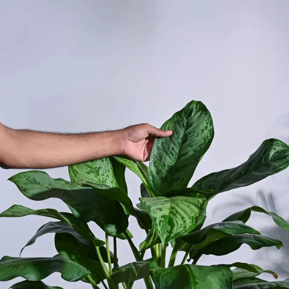 Aglaonema Dove Plant - XL