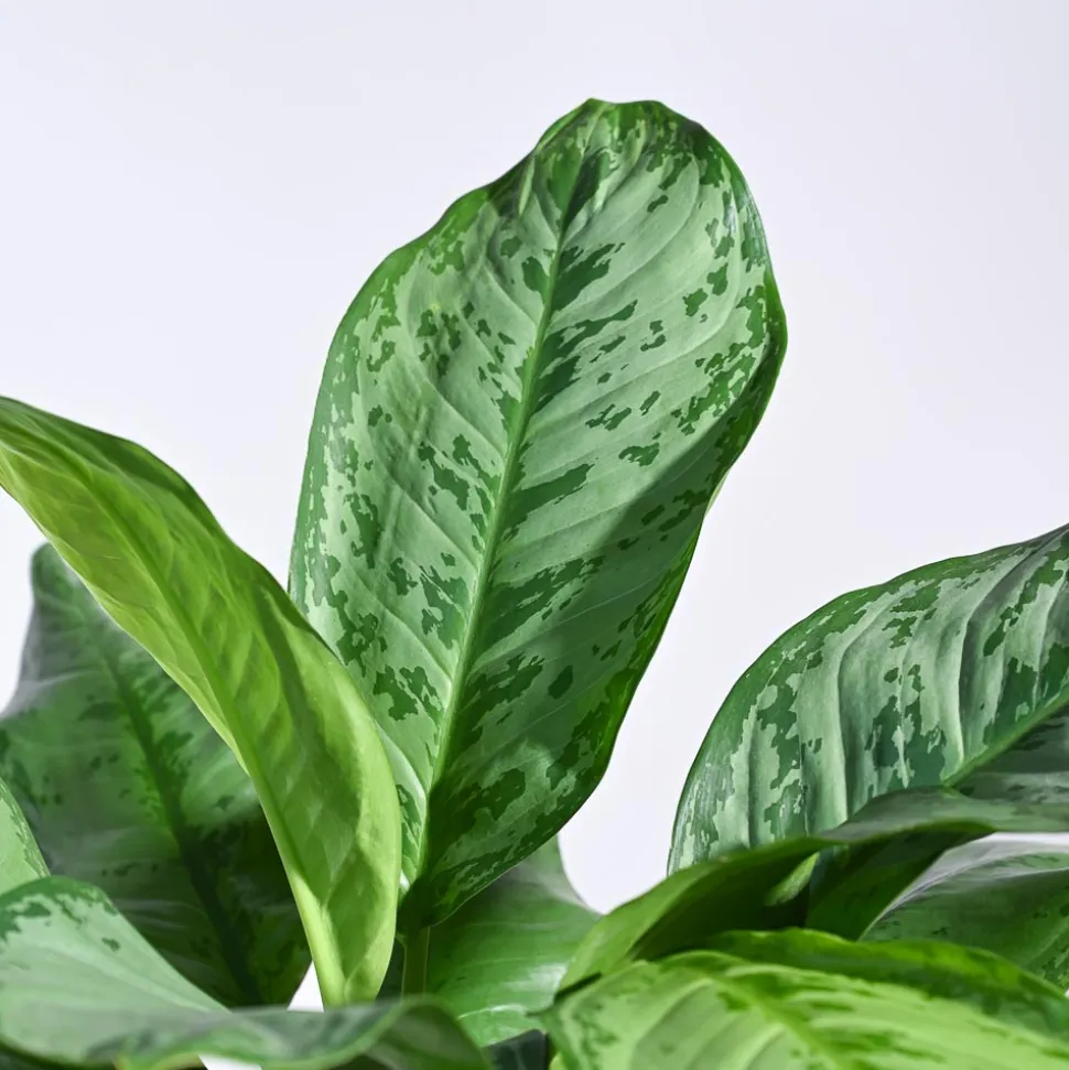 Aglaonema Dove Plant - XL
