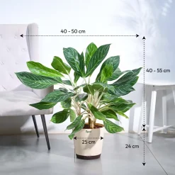 Aglaonema Dove Plant - XL