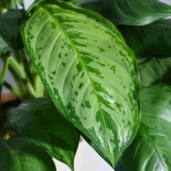 Aglaonema Dove Plant - XL