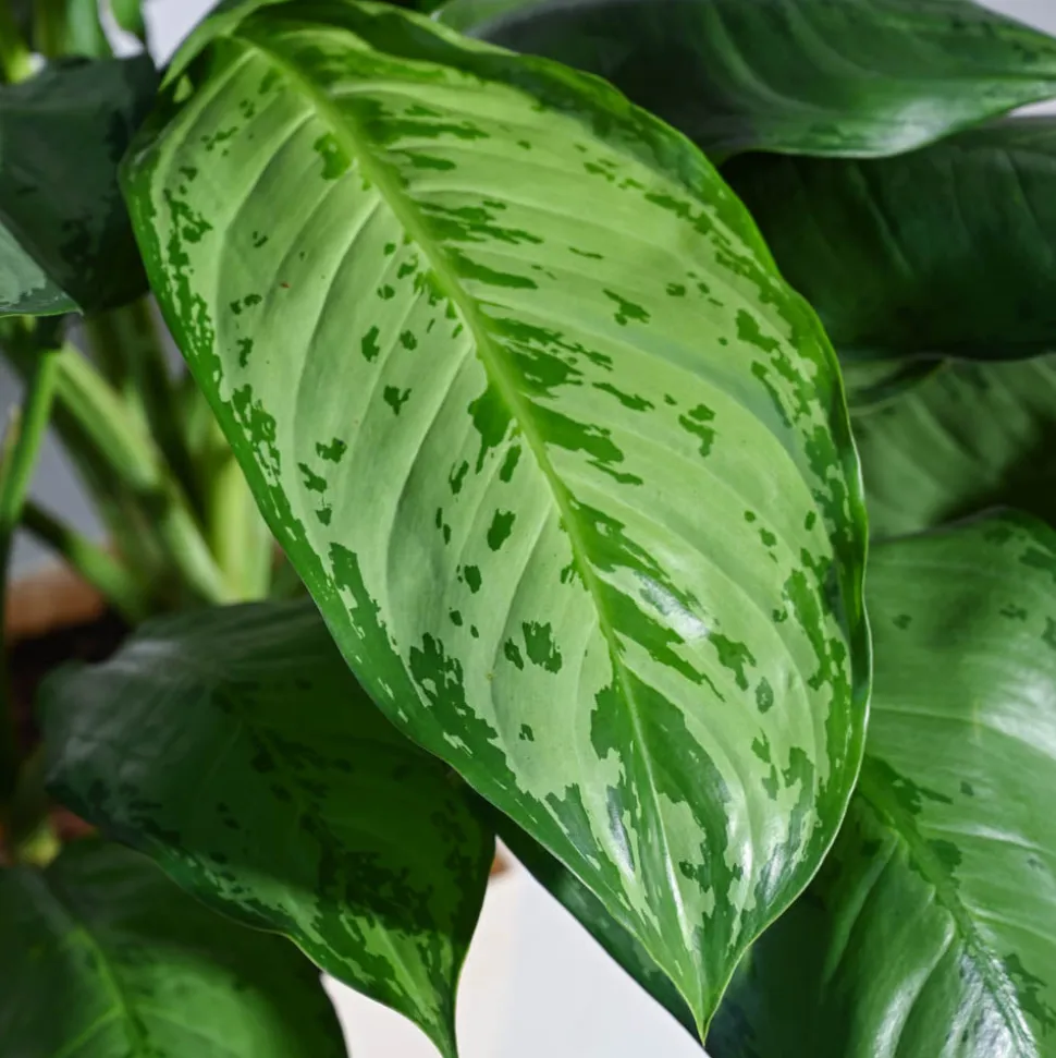 Aglaonema Dove Plant - XL