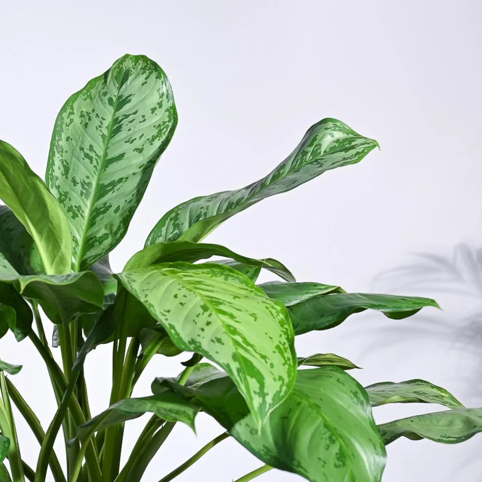 Aglaonema Dove Plant - XL