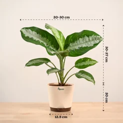 Aglaonema Evergreen Plant - Large