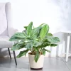 Aglaonema Ice Plant - XL