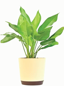 Aglaonema Manila Beauty