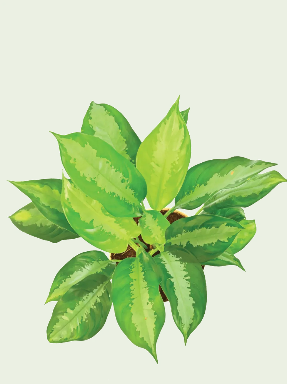 Aglaonema Manila Beauty