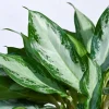 Aglaonema Manila Beauty - XL