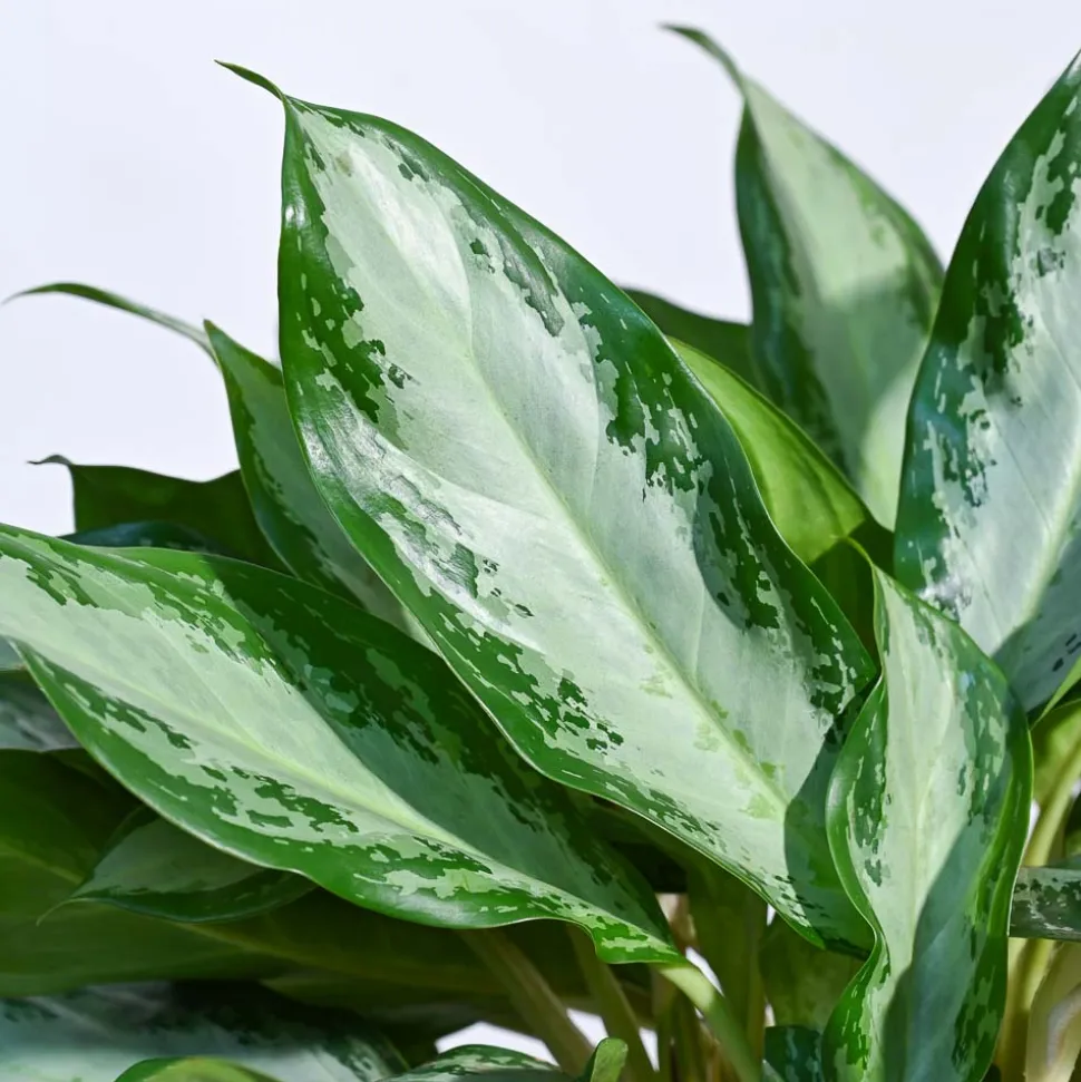 Aglaonema Manila Beauty - XL