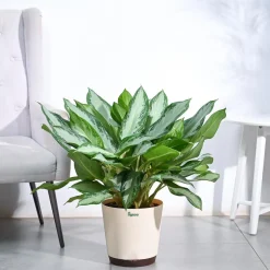 Aglaonema Manila Beauty - XL