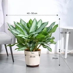 Aglaonema Manila Beauty - XL