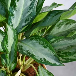 Aglaonema Manila Beauty - XL