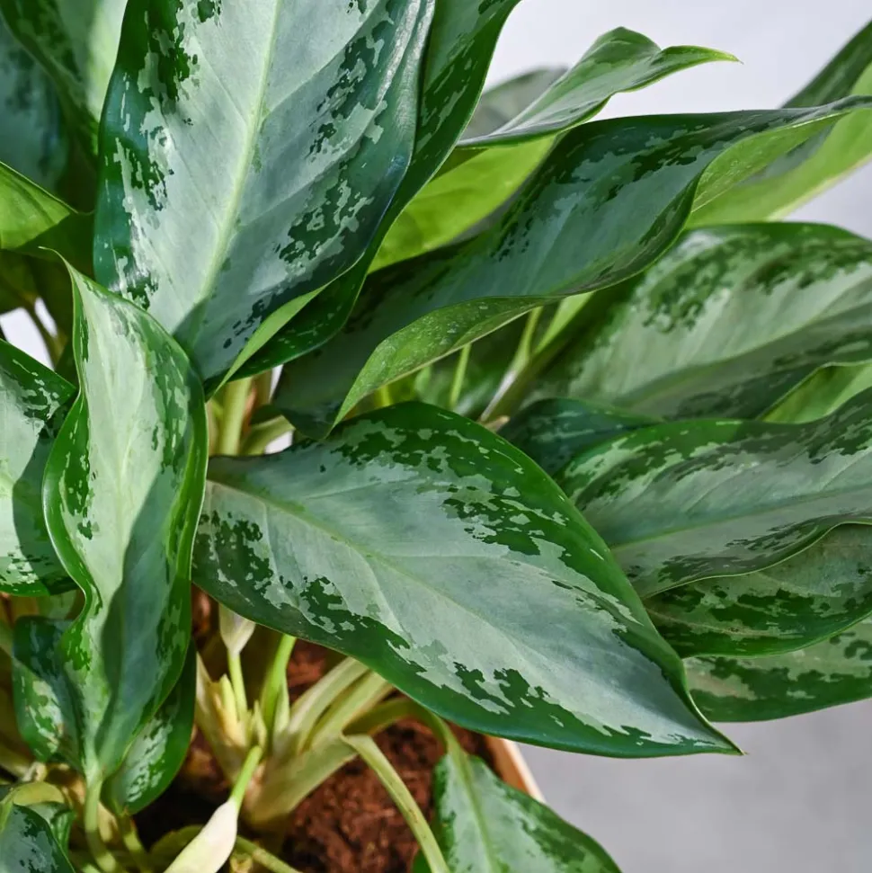 Aglaonema Manila Beauty - XL