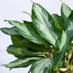 Aglaonema Manila Beauty - XL