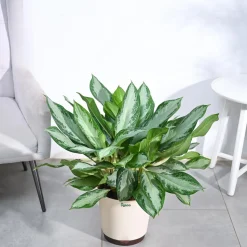 Aglaonema Manila Beauty - XL