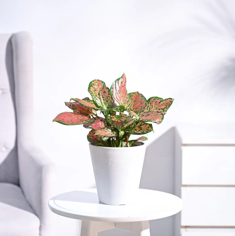 Aglaonema Pink Beauty Plant - Medium