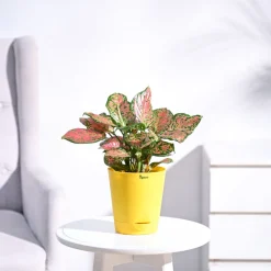 Aglaonema Pink Beauty Plant - Medium