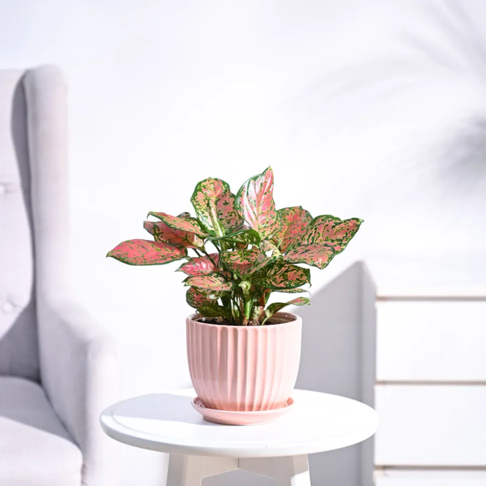 Aglaonema Pink Beauty Plant - Medium