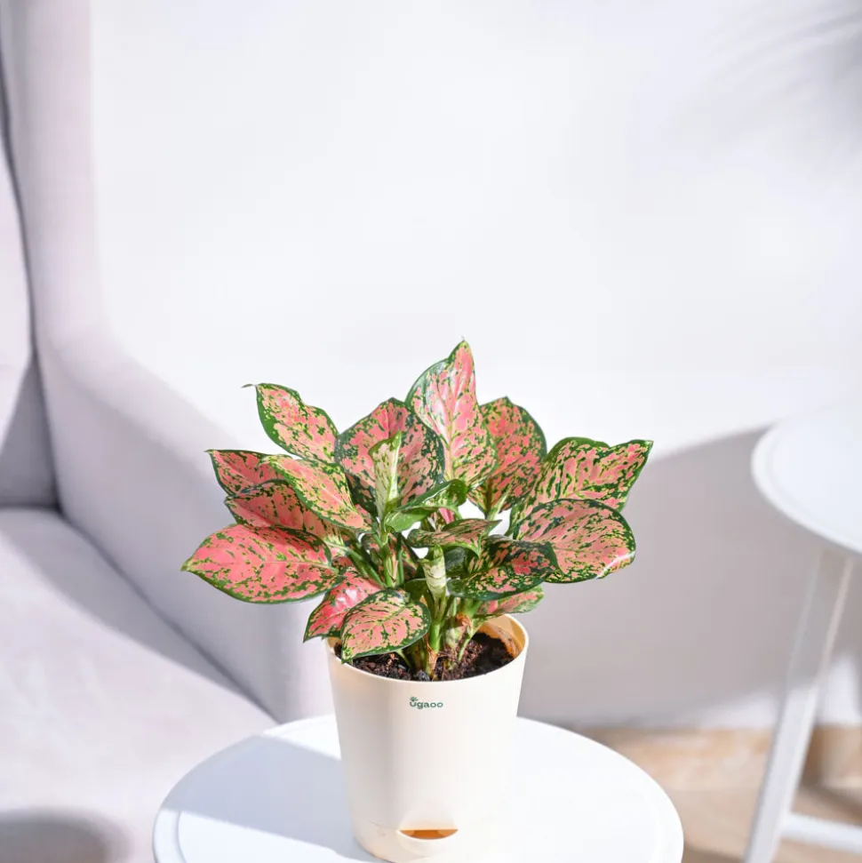 Aglaonema Pink Beauty Plant - Medium