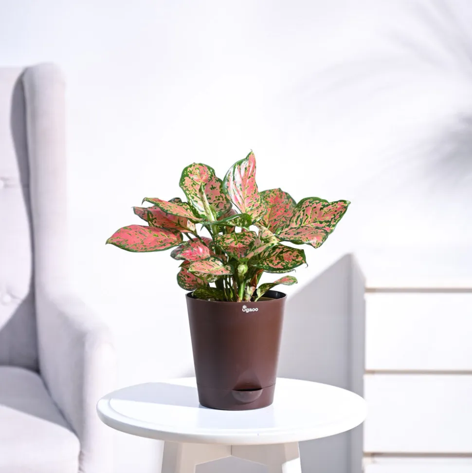 Aglaonema Pink Beauty Plant - Medium