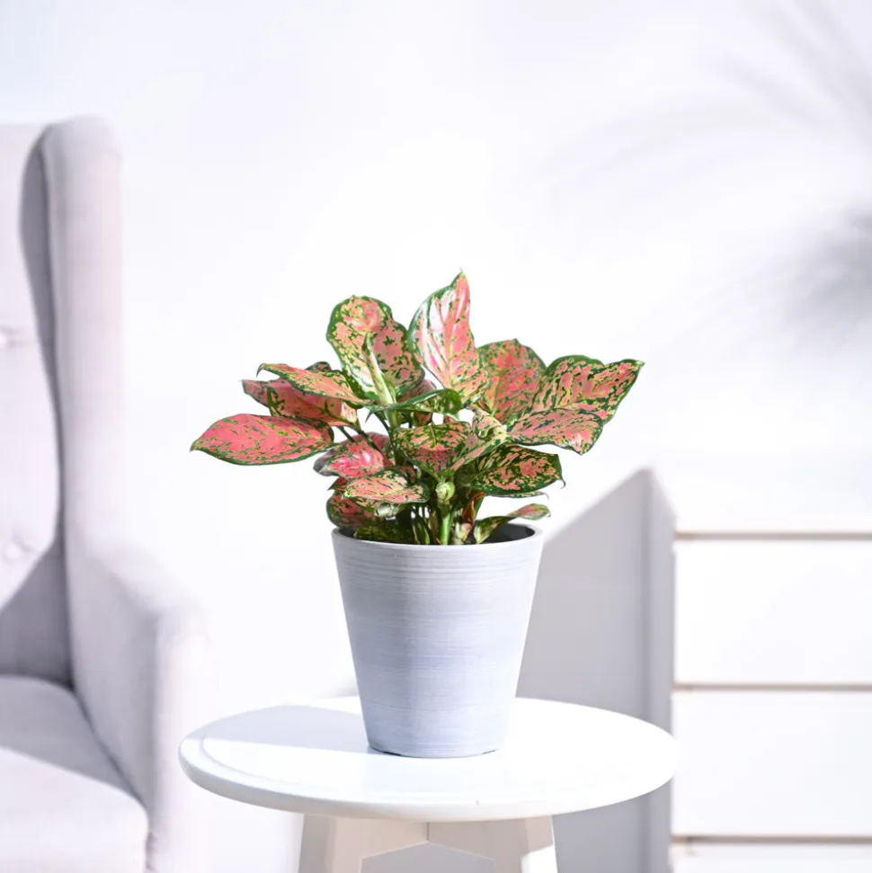 Aglaonema Pink Beauty Plant - Medium