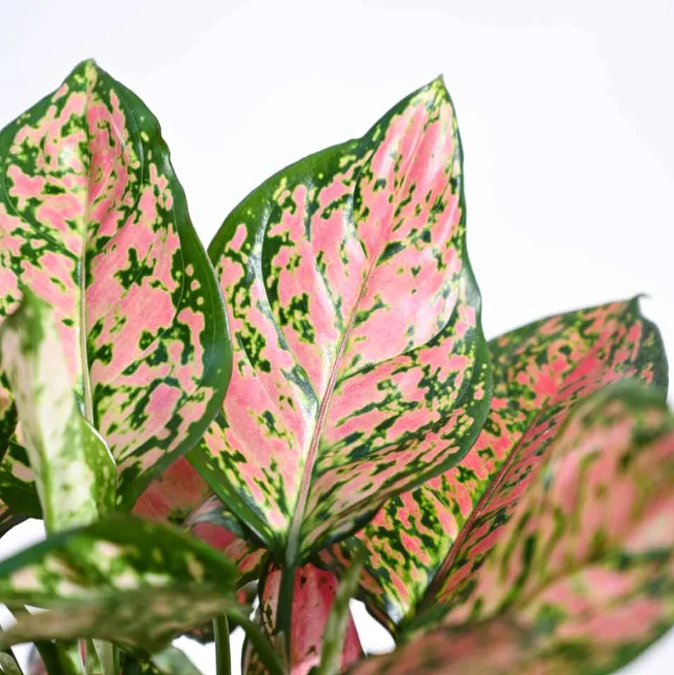 Aglaonema Pink Beauty Plant - Medium
