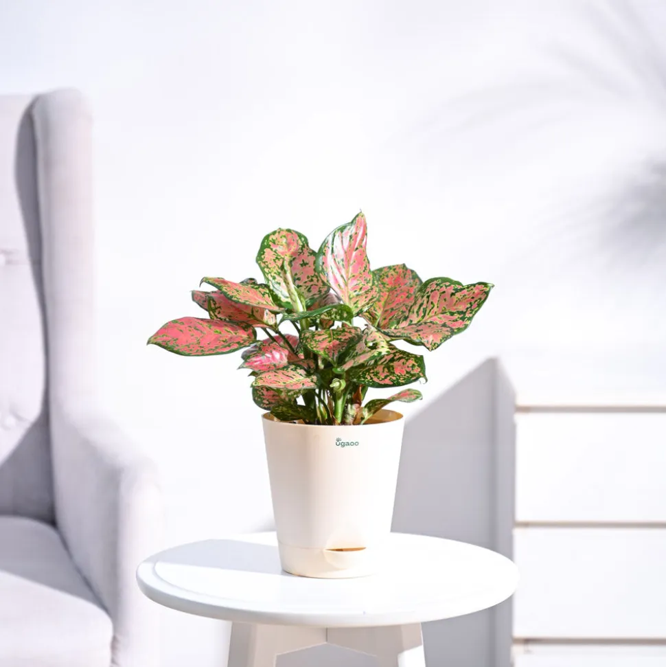 Aglaonema Pink Beauty Plant - Medium