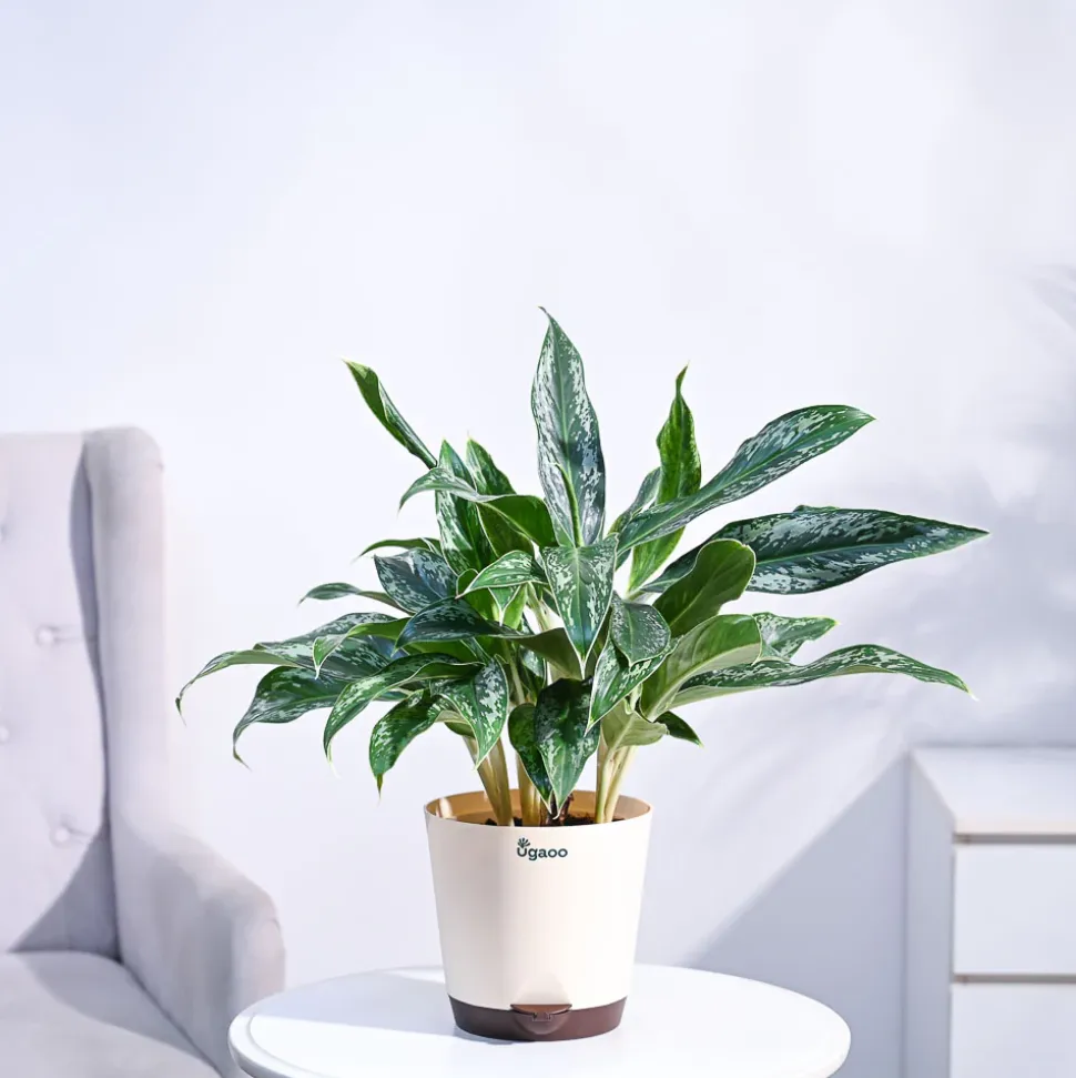 Aglaonema Queen Plant