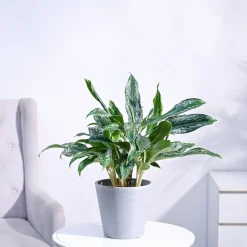 Aglaonema Queen Plant