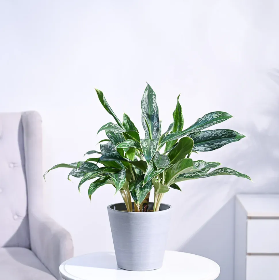 Aglaonema Queen Plant