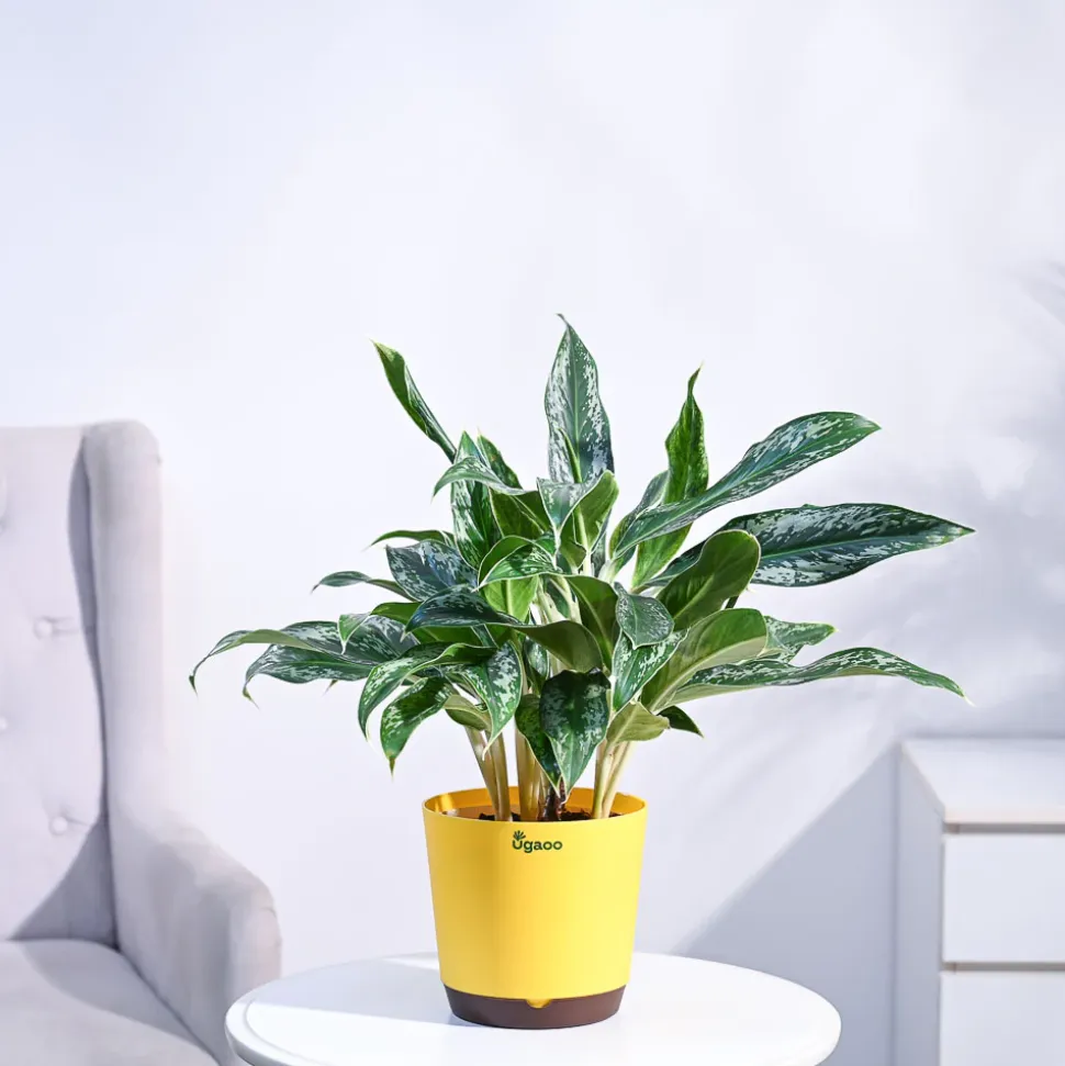 Aglaonema Queen Plant