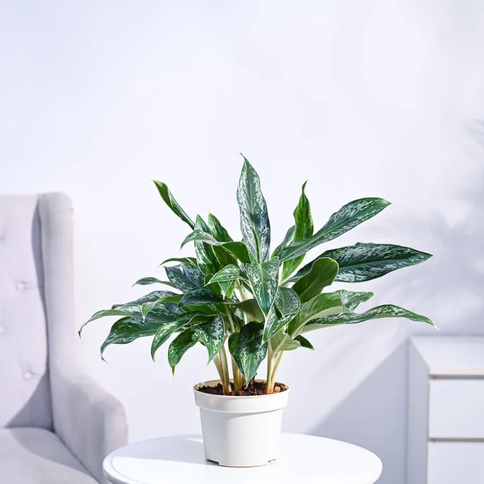 Aglaonema Queen Plant