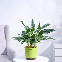 Aglaonema Queen Plant