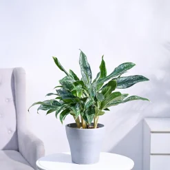 Aglaonema Queen Plant
