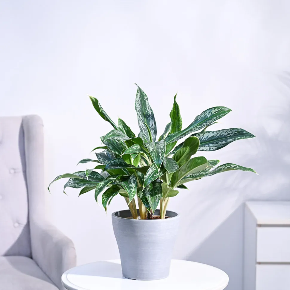 Aglaonema Queen Plant