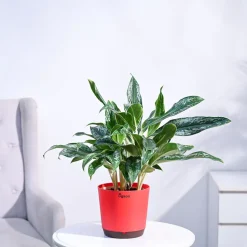 Aglaonema Queen Plant