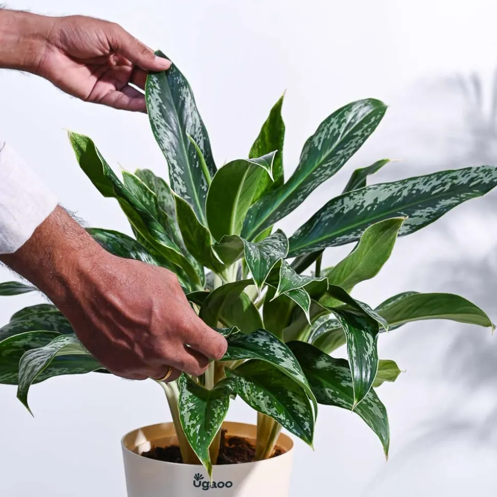 Aglaonema Queen Plant