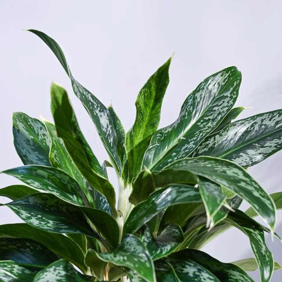 Aglaonema Queen Plant