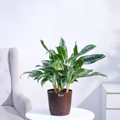 Aglaonema Queen Plant