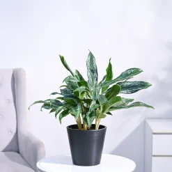 Aglaonema Queen Plant