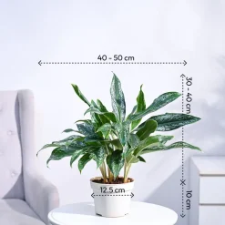 Aglaonema Queen Plant