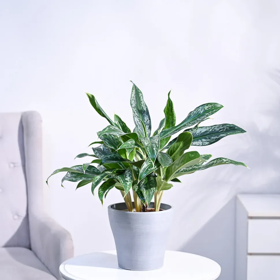 Aglaonema Queen Plant